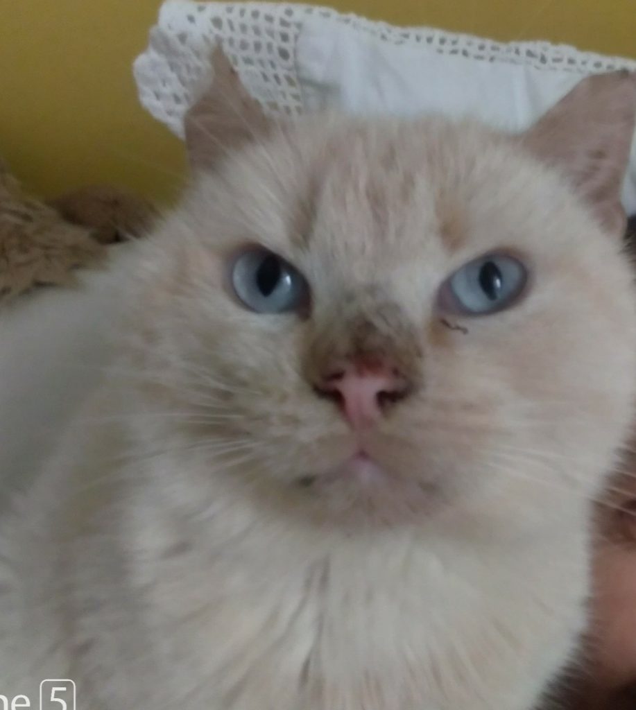 Prince